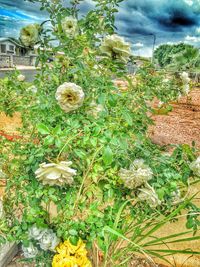 Plants growing on field
