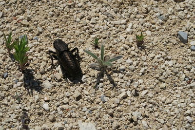 Close-up of insect on ground