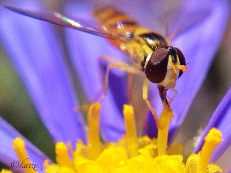 flower, insect, petal, one animal, animal themes, animals in the wild, freshness, fragility, wildlife, close-up, bee, flower head, beauty in nature, growth, yellow, nature, pollination, purple, selective focus, focus on foreground