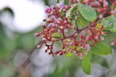 Close-up of red berries growing on tree