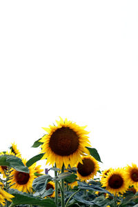 Close-up of sunflowers against white background
