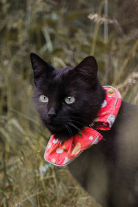 Close-up portrait of black cat