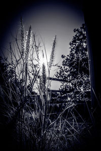 Close-up of silhouette plants against sky