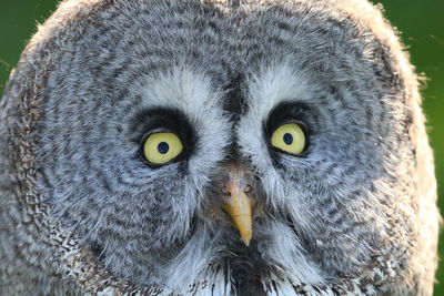 Close-up portrait of a owl