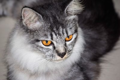 Close-up portrait of a cat