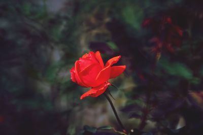 Close-up of red rose against blurred background