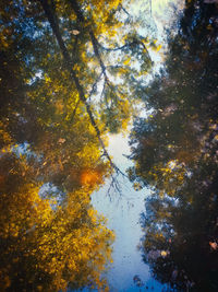 Low angle view of trees in forest during autumn