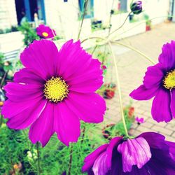 Close-up of pink flower blooming outdoors