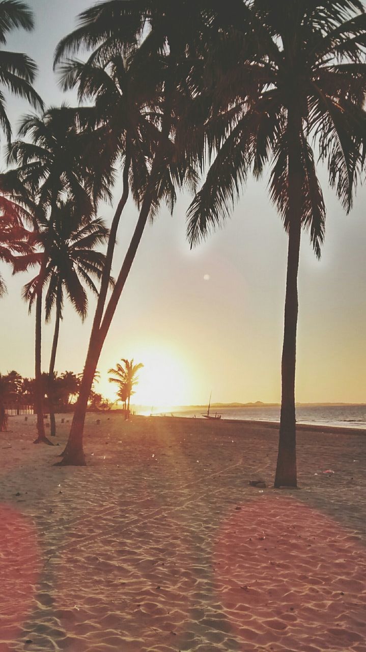 palm tree, sunset, tree, beach, tranquility, tranquil scene, sea, scenics, beauty in nature, nature, tree trunk, horizon over water, sand, silhouette, sky, growth, sunlight, idyllic, shore, sun
