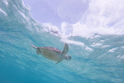 High angle view of fish swimming in sea