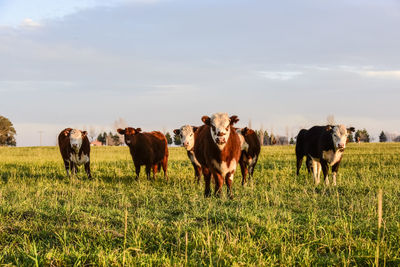 Cows grazing on field against sky