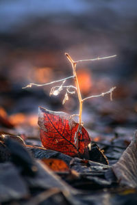 Close-up of dry maple leaf on land