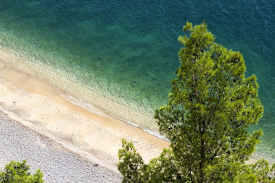 High angle view of plant on beach