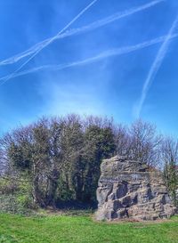 Trees against sky