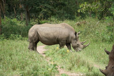 Side view of elephant on field