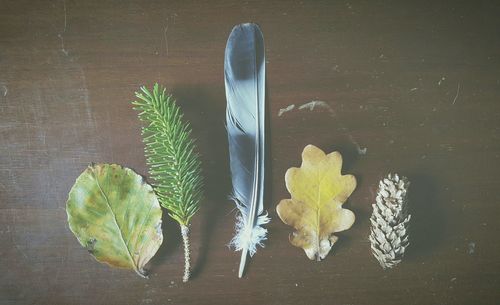 Close-up of flowers