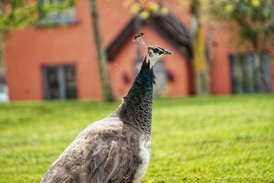 Close-up of a peacock