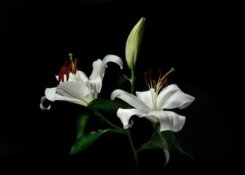 Close-up of white flowers against black background