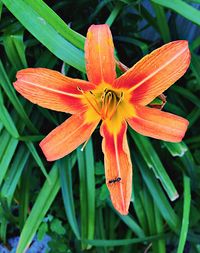 Close-up of orange flower blooming outdoors