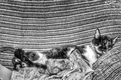 Close-up of cat sleeping