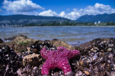 Close-up of crab on beach against sky