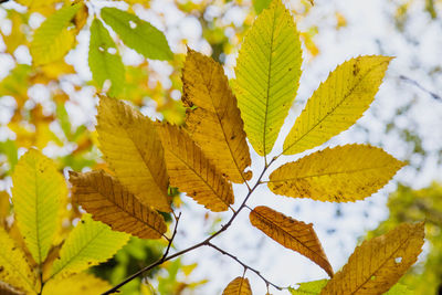 Close-up of maple leaves on branch