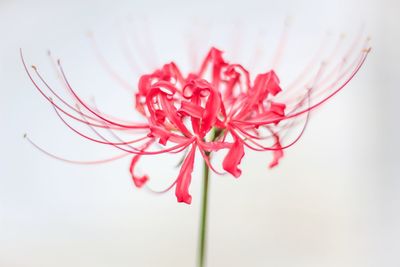 Close-up of flower over white background