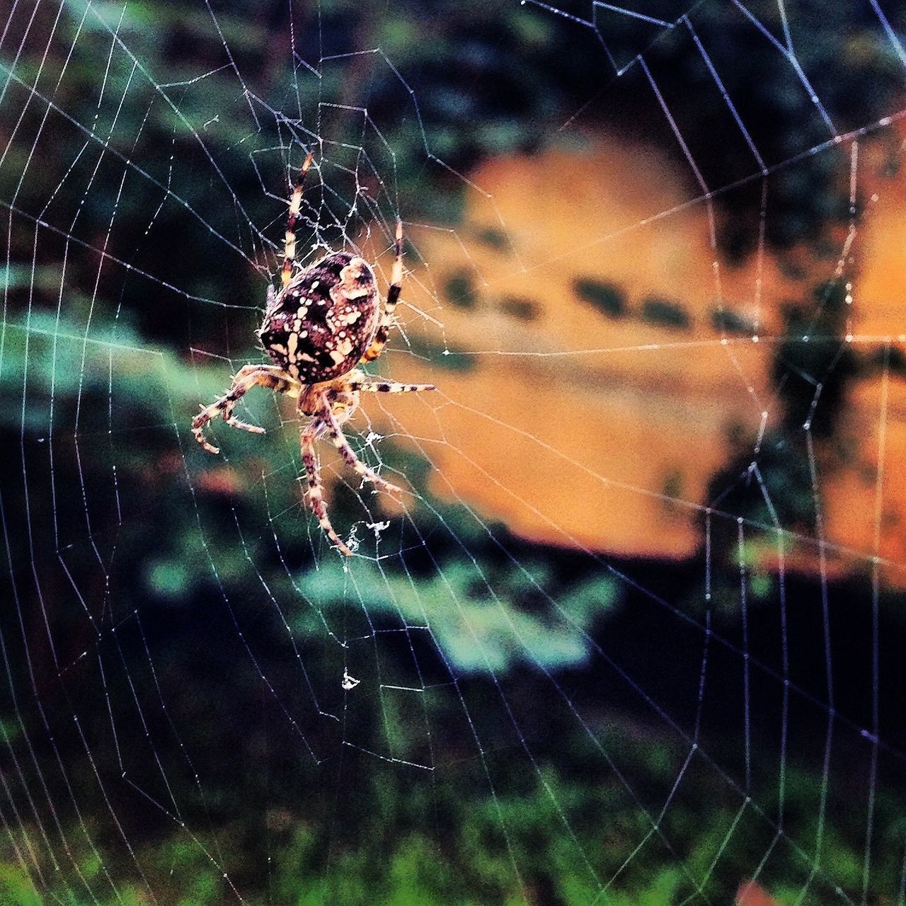 spider web, spider, animal themes, one animal, animals in the wild, insect, wildlife, close-up, natural pattern, focus on foreground, fragility, nature, web, drop, water, pattern, complexity, outdoors, spinning, no people