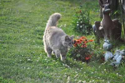 Cat in the yard