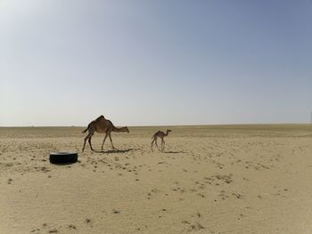 View of a desert