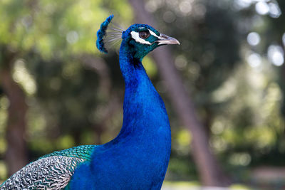 Close-up of peacock