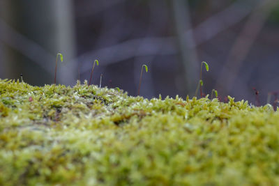 Close-up of moss growing on land