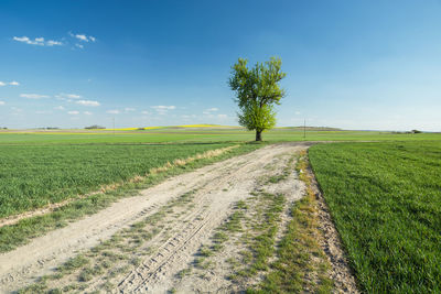 A lone tree growing by a rural road and green fields, spring landscape