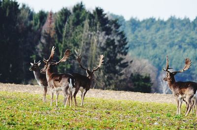 Deer standing on field