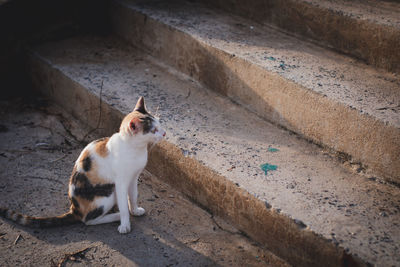 High angle view of cat sitting on footpath