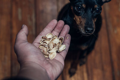 Midsection of person holding dog