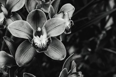 Close-up of flowers blooming outdoors