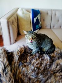 Close-up of cat sitting on sofa