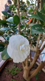 plant