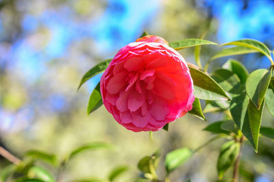 Close-up of pink rose
