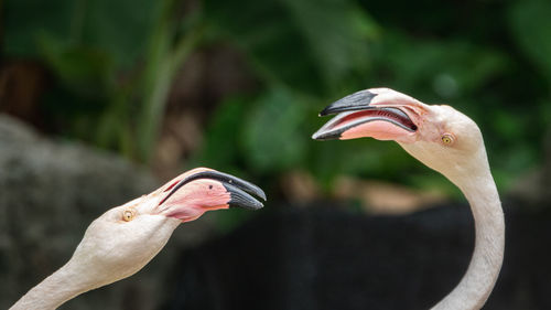 Close-up of two flamingo's heads