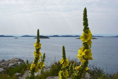 Close-up of yellow flowering plants against sky