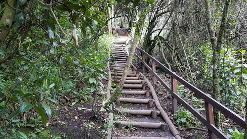 Staircase in forest