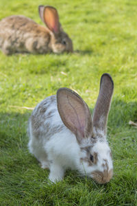 Close-up of a rabbit on field