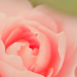 Full frame shot of pink rose