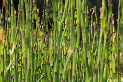 Full frame shot of bamboo plants