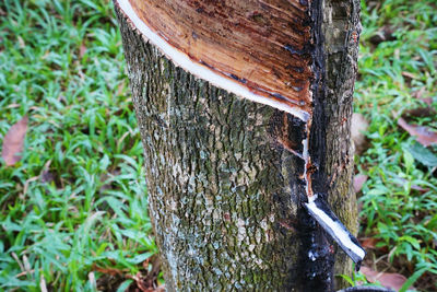 Close-up of lizard on tree trunk