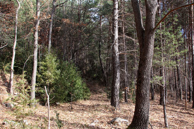 Pine trees in forest against sky