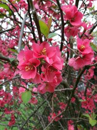 Low angle view of pink flowers on tree