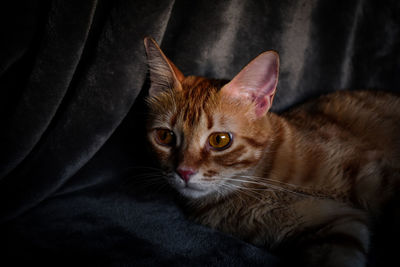 Portrait of cat on bed